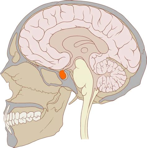 Pituitary Gland: The Master Gland