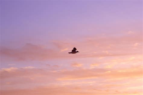 Premium Photo | Sea gulls over sunset sky