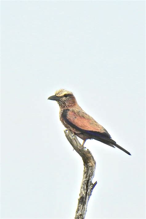 Coraciidae Rollers - Adelaide Ornithologists' Club