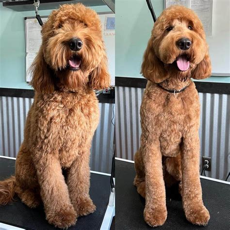 Goldendoodle Haircuts 2023: 11+ Popular Styles for Your Doodle - Pets ...