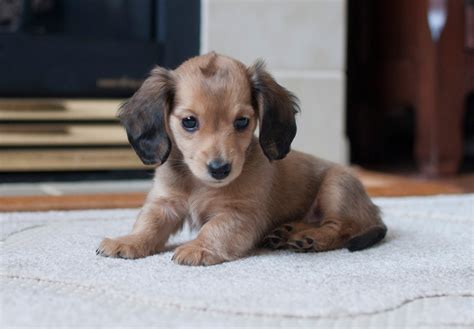 How to Train a Dachshund: A Vet-Approved Guide – Dogster