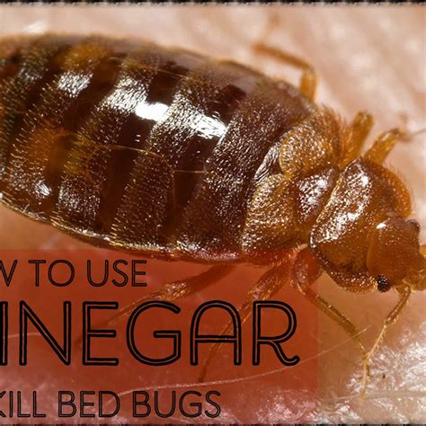 Does Vinegar Kill Dog Mites