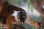Photos of lemurs