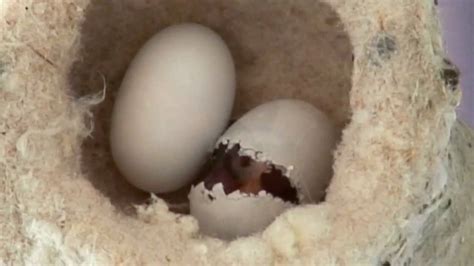 Hummingbird Hatching - YouTube