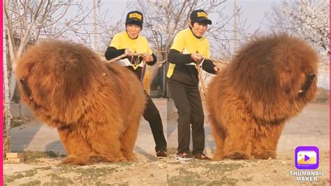 Tibetan mastiff | world's biggest dog breed tibetan mastiff weight male ...