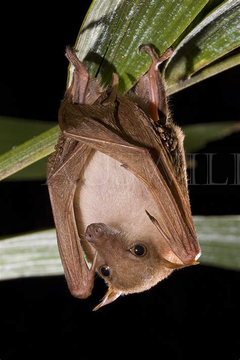 Northern Blossom Bat, Macroglossus minimus, Australia | Flickr