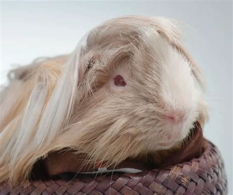 Peruvian Guinea Pig: Origin, Appearance and Other Facts - More Guinea Pigs