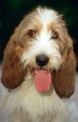 🐶 Petit Basset Griffon Vendéen - Dog Breed Information, Photo, Care ...