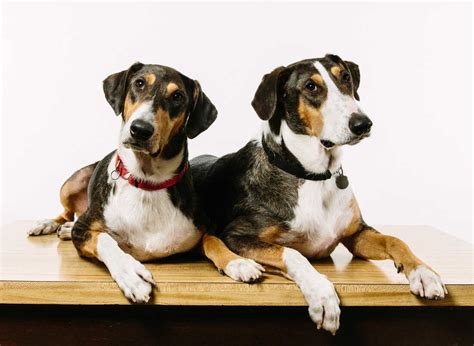 Cloning Your Dog, For A Mere $100,000 : Shots - Health News : NPR