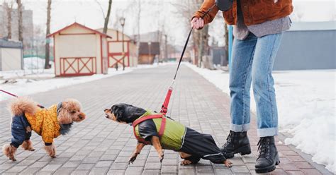 Training An Aggressive Dog (Before It Is Too Late) - ObediDog