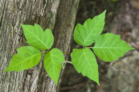 Small Leaf Printable