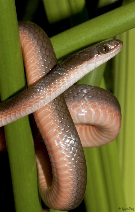 Lycodonomorphus rufulus - Common Brown Water Snake | Brown water snake, Snake, Reptile snakes