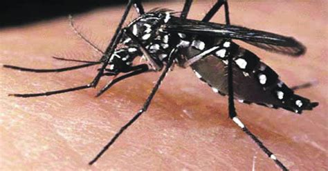 Mosquitoes: a harmful bite