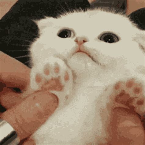 Cute Cat GIF - Cute Cat Hug - Discover & Share GIFs