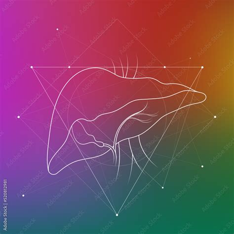 Minimal human liver and gastrointestinal system illustration on gradient. Human liver anatomy ...