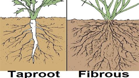 Diagram Of Tree Root System