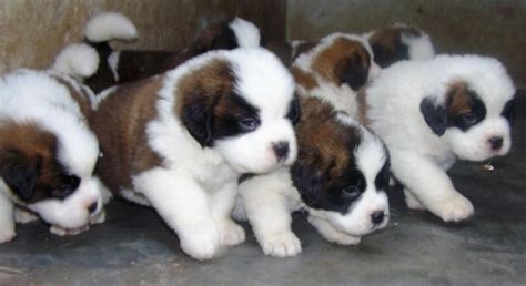 St. Bernard Puppies For Sale | Saint Pete Beach, FL #154016