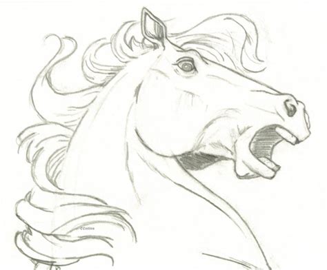 Ashwini Nakshatra | Horse drawings, Horse head drawing, Horse sketch