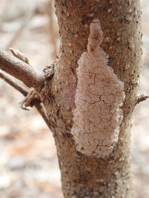 egg masses of spotted lanternfly : Newsroom