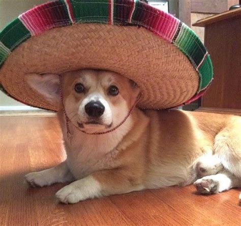 Dog With A Hat Meme PFP