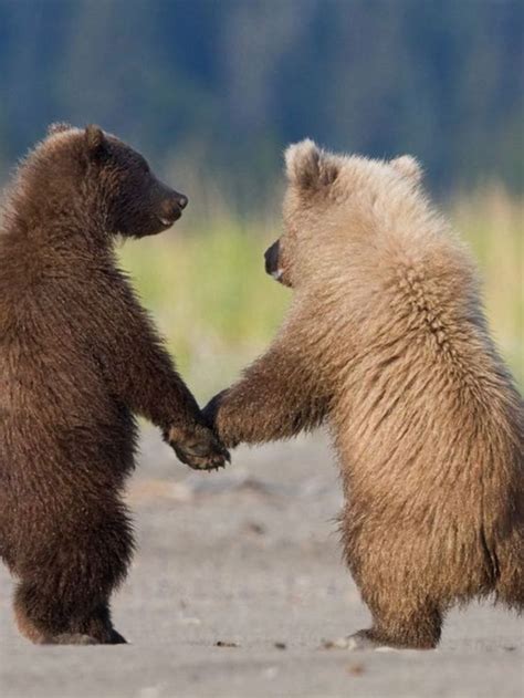 Grizzly and Kermode bear cubs holding hands. in 2024 | Cute baby ...