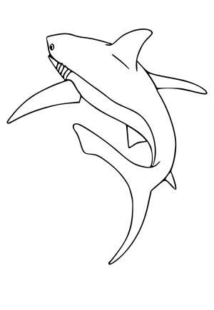 Free Printable Shark Coloring Pages, Sheets and Pictures for Adults and ...