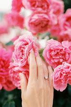 Engagement Ring In Roses Free Stock Photo - Public Domain Pictures