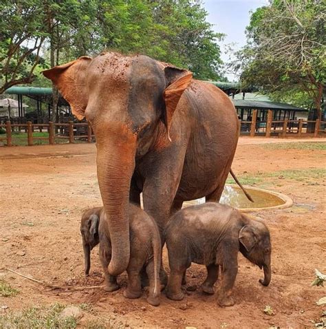 Pinnawala Elephant Orphanage, Srilanka | Rambukkana