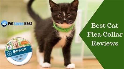 The 10 Best Cat Flea Collars of 2021 - Pet Loves Best