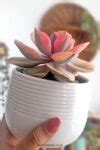 Echeveria Rainbow Care - How to Grow this Stunning Pink Succulent!