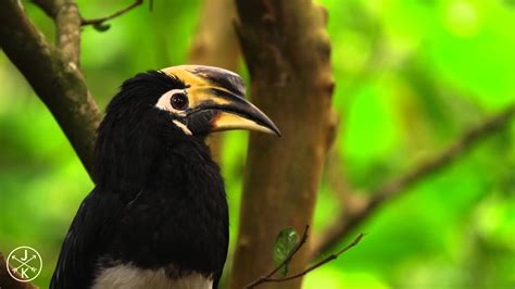 The Wildlife Of Myanmar | Videsta.com