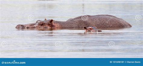 Hippopotamus in Water with Baby Stock Image - Image of head, park ...