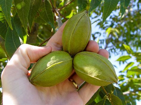 New Pecan Varieties to Consider When Planting - Pecan South ...