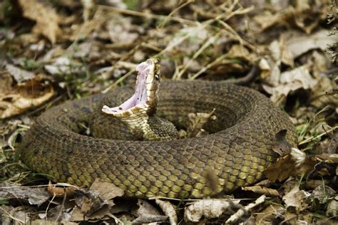 Cottonmouth Snakes: Interesting Facts and Bite Information - Embora Pets