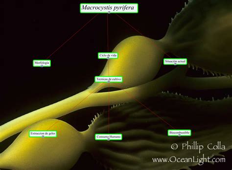 Cultivo de macrocystis