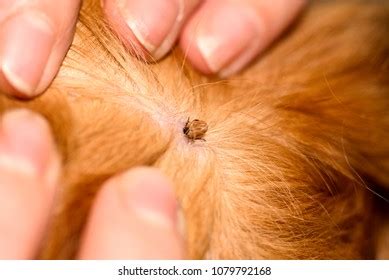 How Do Dogs Get Skin Mites