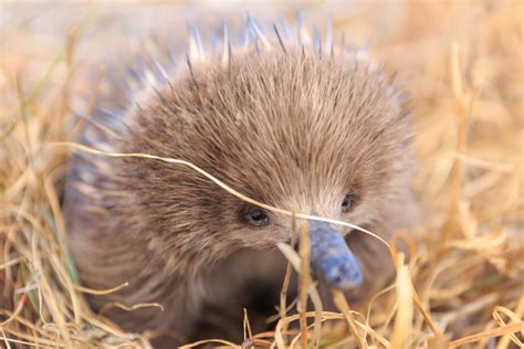 Australian Fisherman's Rescue of Baby Echidna Is a Reminder to Be Kind - PetHelpful News