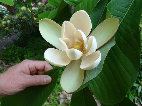 Magnolia officinalis biloba | Árboles en flor, Plantas en peligro de ...