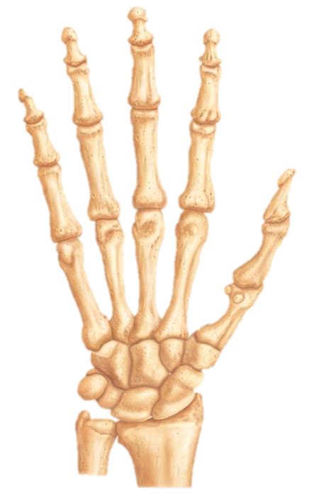 Metacarpal Bones and Phalanges Diagram Diagram | Quizlet