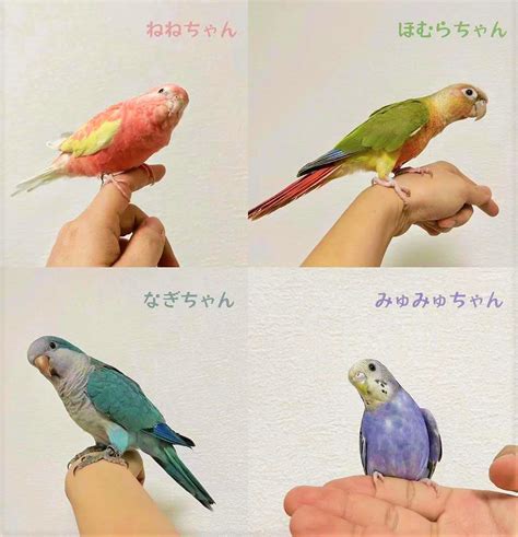 My little bird and I | Blog | Study Japanese in Japan - YIEA Tokyo Academy