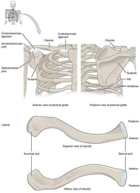 11.1 The Pectoral Girdle – Fundamentals of Anatomy and Physiology