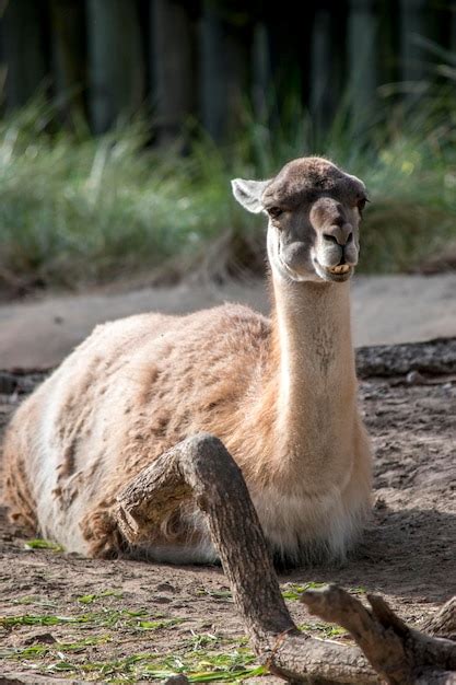 Premium Photo | Portrait of a vicuna domestic animals