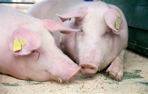 Landrace Pig – A Good Pig Breed For Commercial Farming – FarmerDB