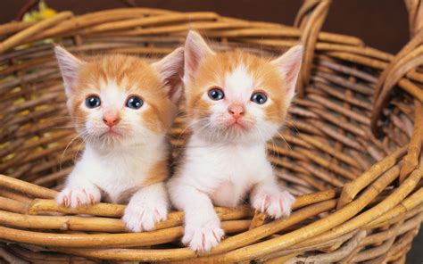 Wallpaper : kittens, whiskers, basket, kitten, pair, vertebrate, cat like mammal, small to ...