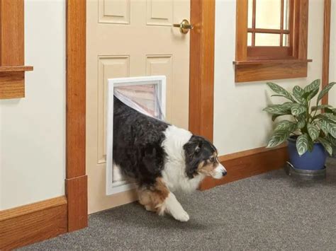 Dog Door Size Chart: How to Choose the Right Dog Door Size