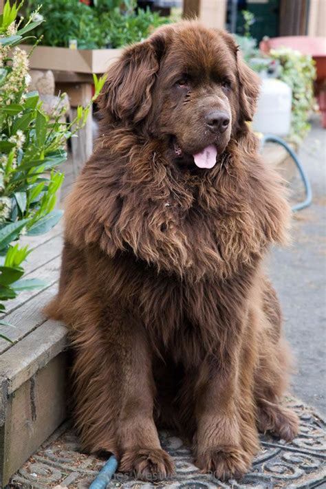 Favorite breed of dog. A true gentle giant. This is Bellatrix, whose life was chronicled in ...