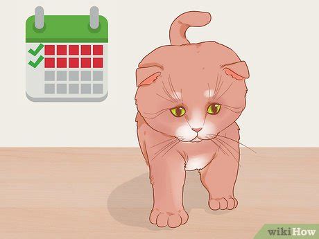 How to Pick Up a Kitten (with Pictures) - wikiHow Pet