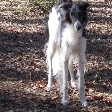 Borzoi Puppy for Sale - Adoption, Rescue for Sale in Waldorf, Maryland Classified ...