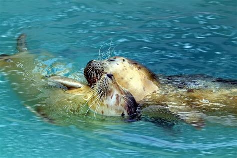 Swimming Harbor Seals | Endangered animals, Animals, Polar bear