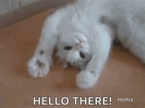 Hello Cat GIF - Hello Cat Wave - 探索與分享 GIF